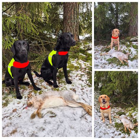 Kennel Hallariekon (@hallariekonkennel) • Instagram photos and .